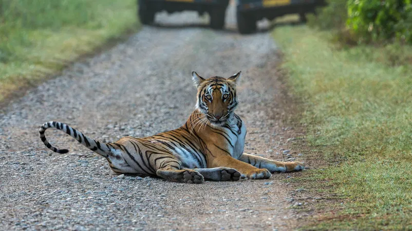 Jim Corbett National Park